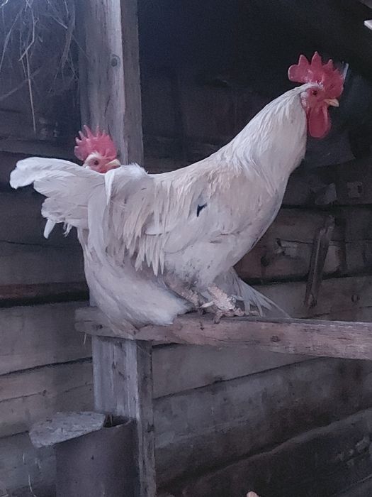 Петухи молодые, домашние.