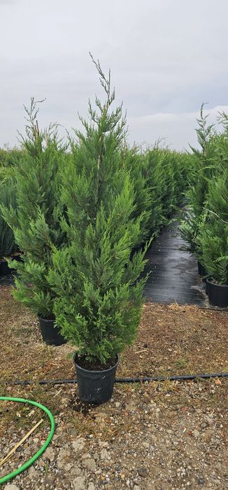 Photinia red robin - Cupressocyparis leylandii