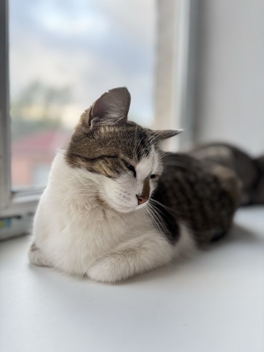 В добрые руки, стерилизована