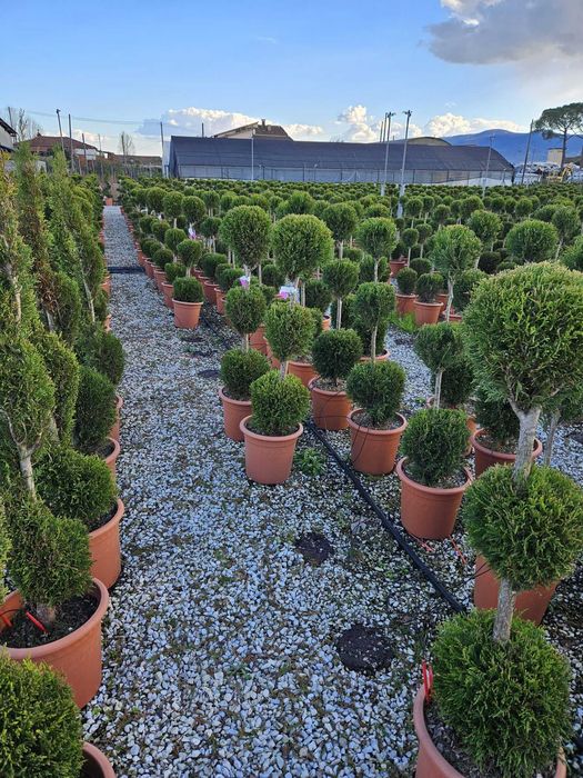 Plante Naturale pentru Spatii Verzi