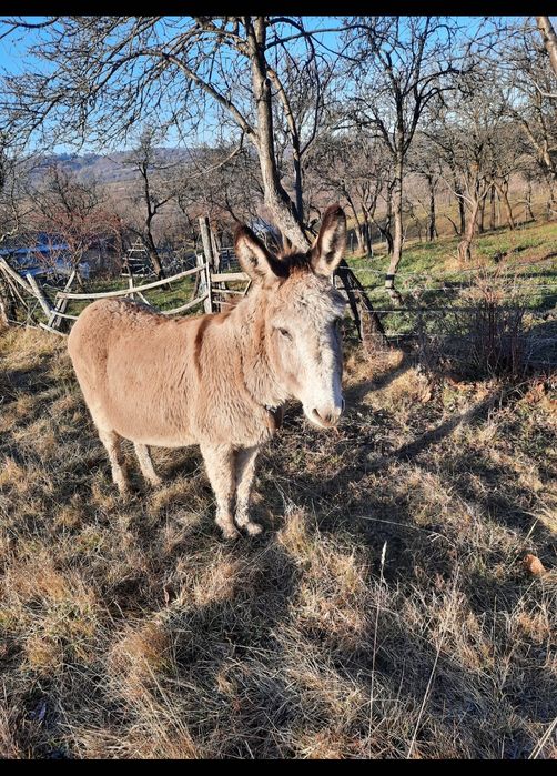 oferta magarite cu pui și gestante