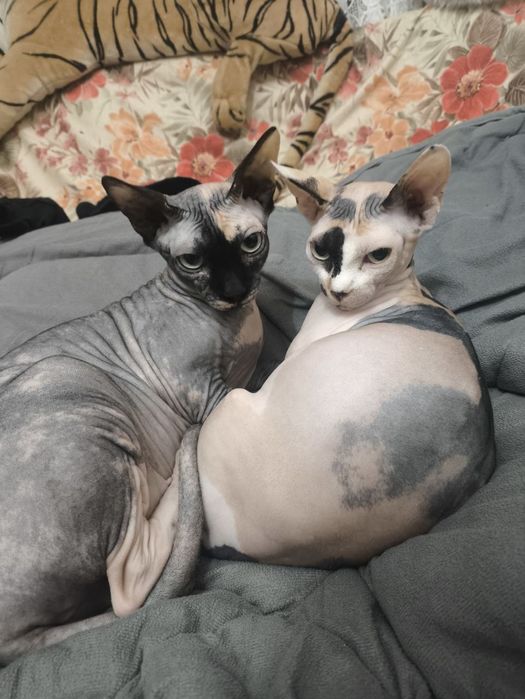 Продаётся канадский сфинкс