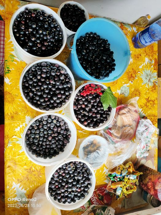 Продам саженцы черной смородины