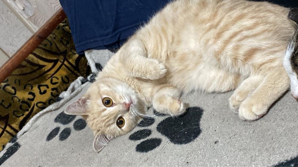 Кошка в поисках дома