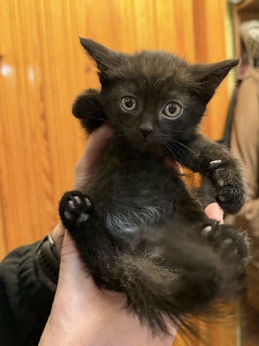 Ищут дом котята