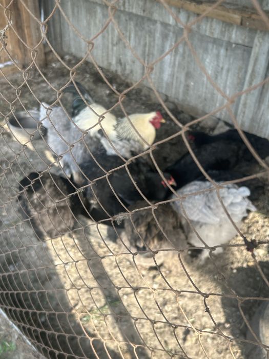 Продам кур домашных