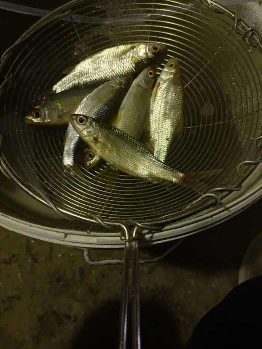 Продам малек живец