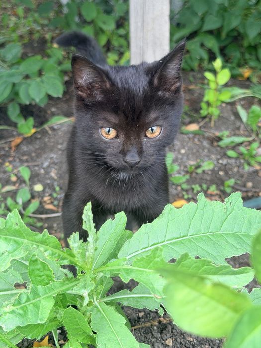 Котенок в добрые руки