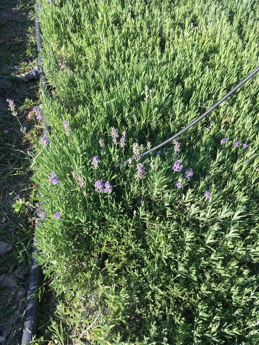 Разсад лавандула на едро и дребно