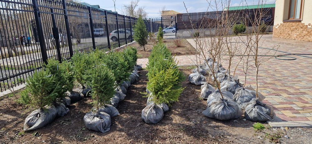 Ель сибирская,  берёзы .