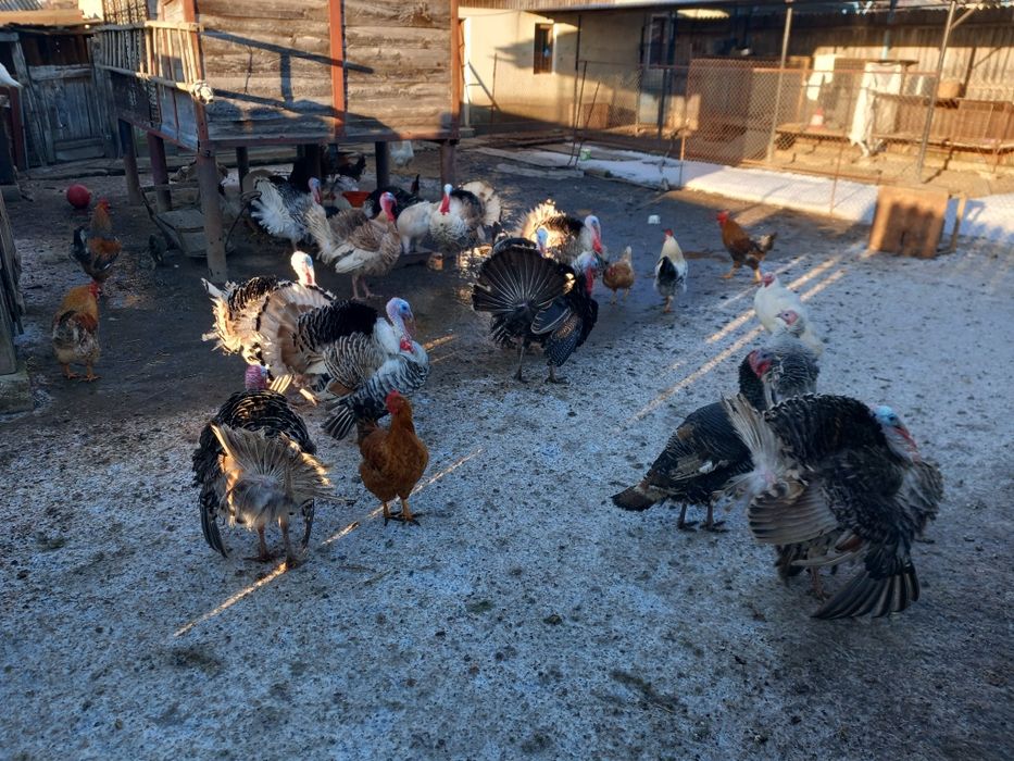 Vind curcani și curci