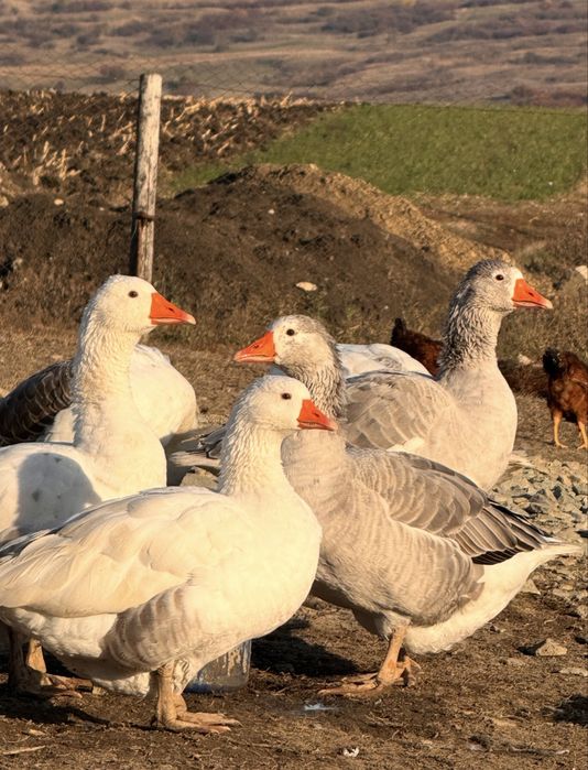 Vând familie de gâște