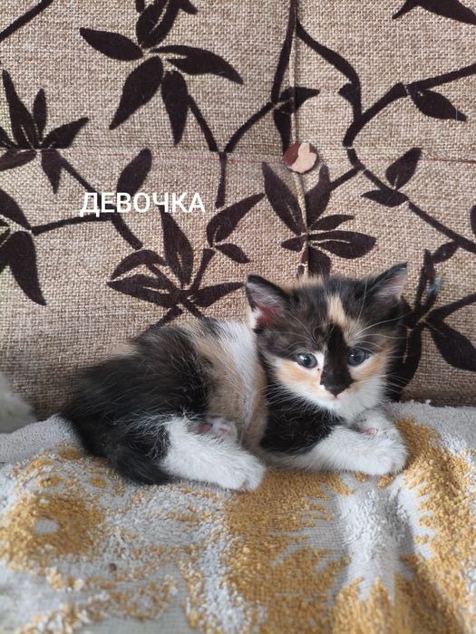 Отдам котят в добрые руки