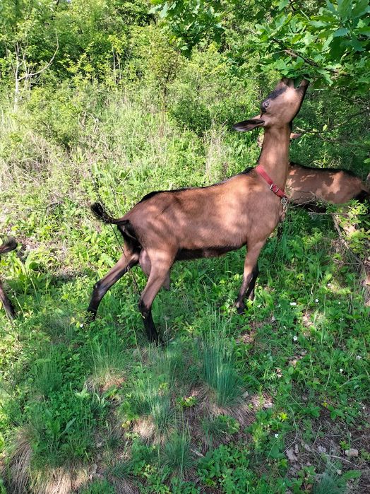 Vând capre Alpina franceza femela și ieduțe și un țap pentru montă