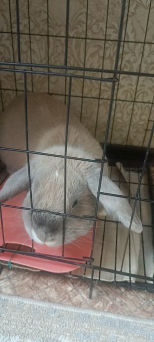 Продам декоративного кролика