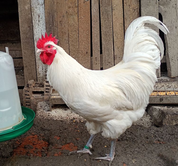 Cocoși Australorp