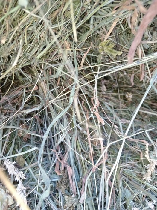 Vînd  Fîn mărunt pentru oi nepoluat și bine uscat!