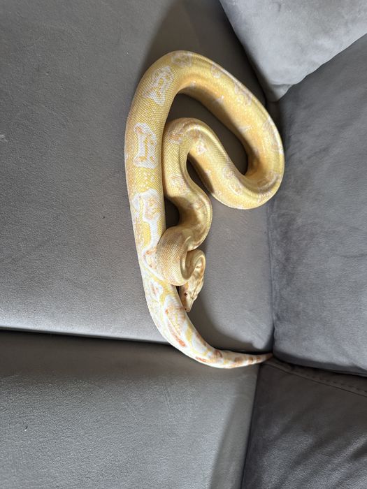 Боа Удушвач / Boa constrictor