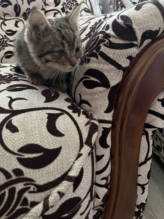 Милые котята в добрые руки