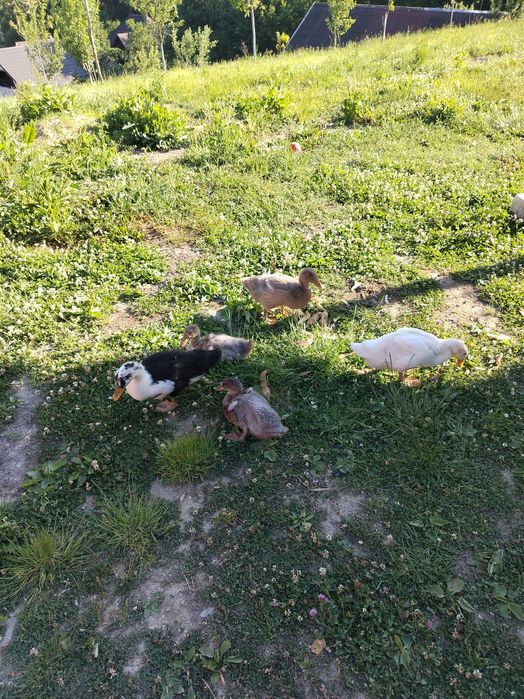 Vând rațe mute mari