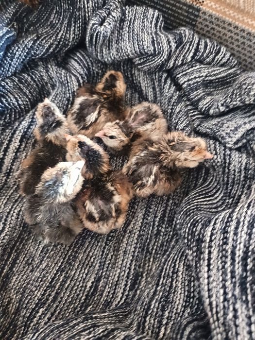 Pui araucana (ouă verzi)