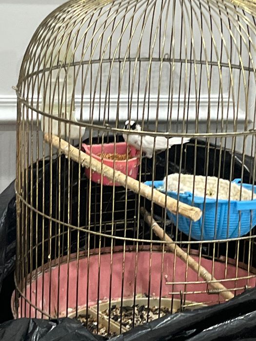 Японские амадин .