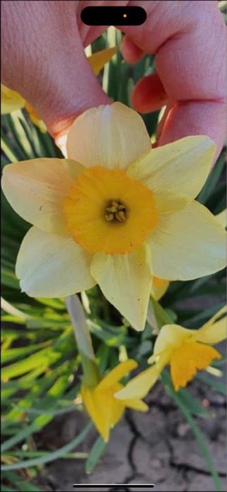 Bulbi de narcise 1 kg 50 lei