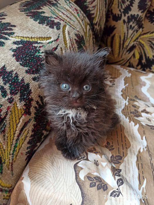 Отдам даром котят