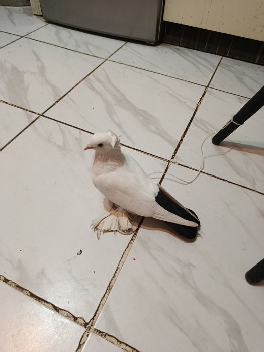 Голуби Чубатая лахманогая самка