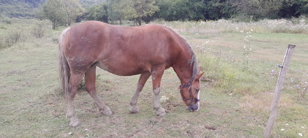 Vand manza de 3/4 ani sau schimb cu vitei sau vaci de abator