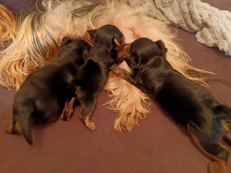 Йоркширский терьер