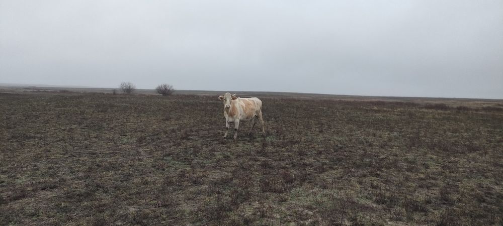 Симментал сиырлары. Коровы симментал
