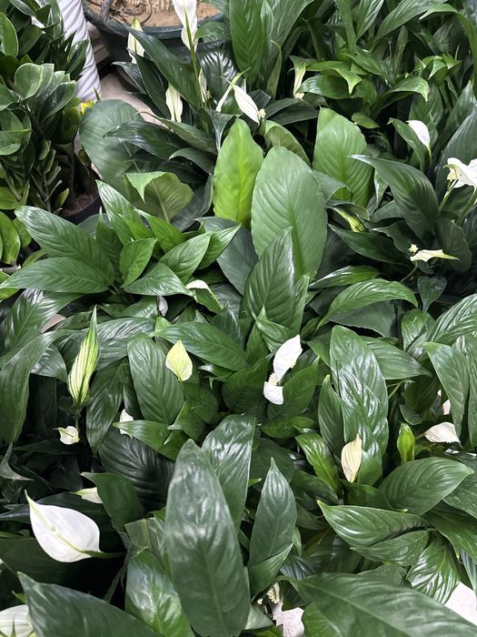 Женское счастье недорого