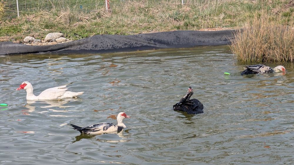 Vând rate mute din 2025 care consuma  melci și limacși
