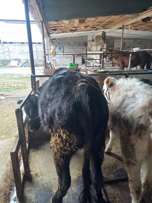 Сиыр/ бұқа сатылады