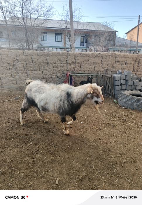 Теке сатылады 3 жасар