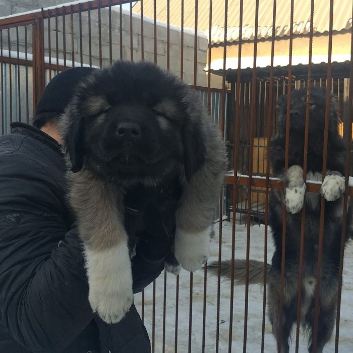 щенки кавказской овчарки