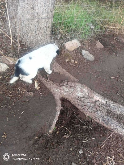 Подарява се кученце