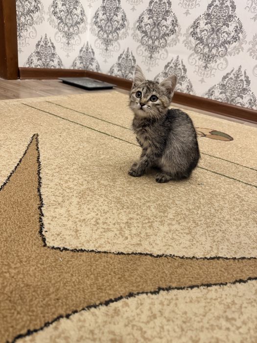 Продается котёнок двухмесячный