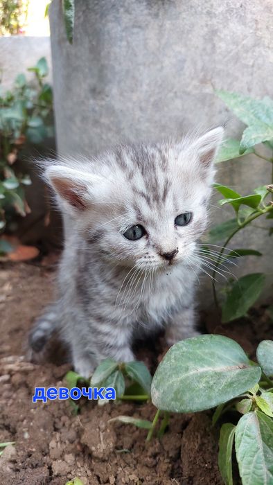 Котята ищут  дом