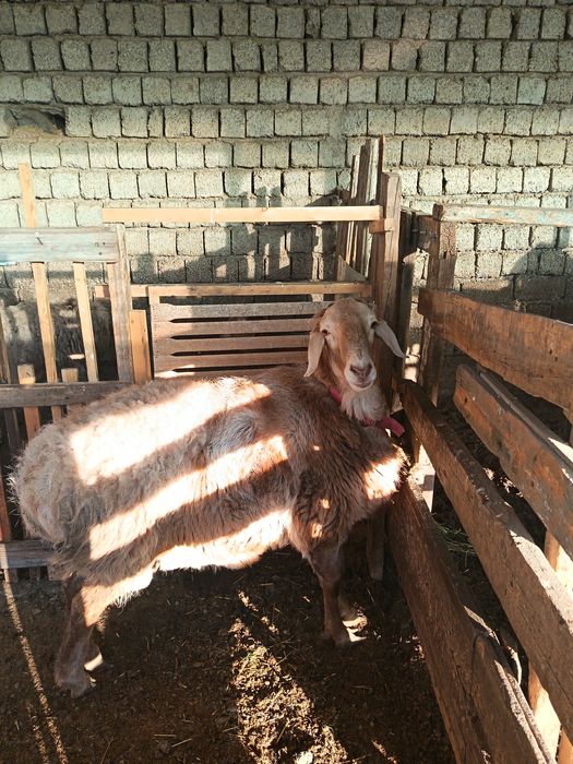 Арашан қўйлар сотилади