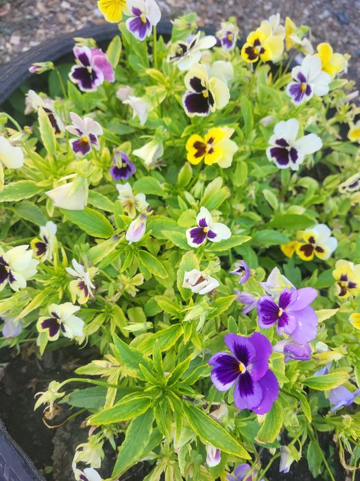 Продаётся дом мечты