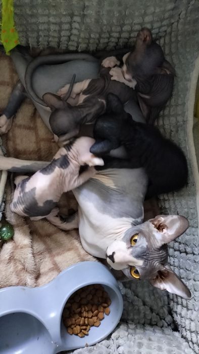 котята Донского сфинкса