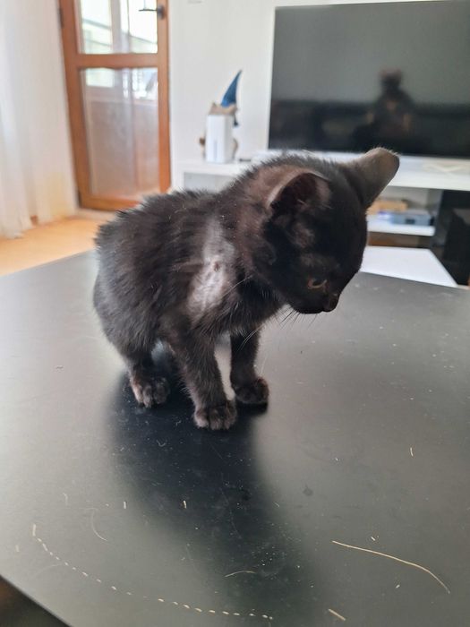 Подарявям малко коте