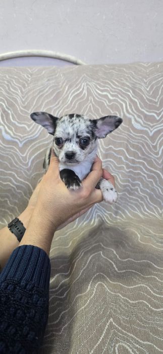 Красивые малыши Чихуахуа