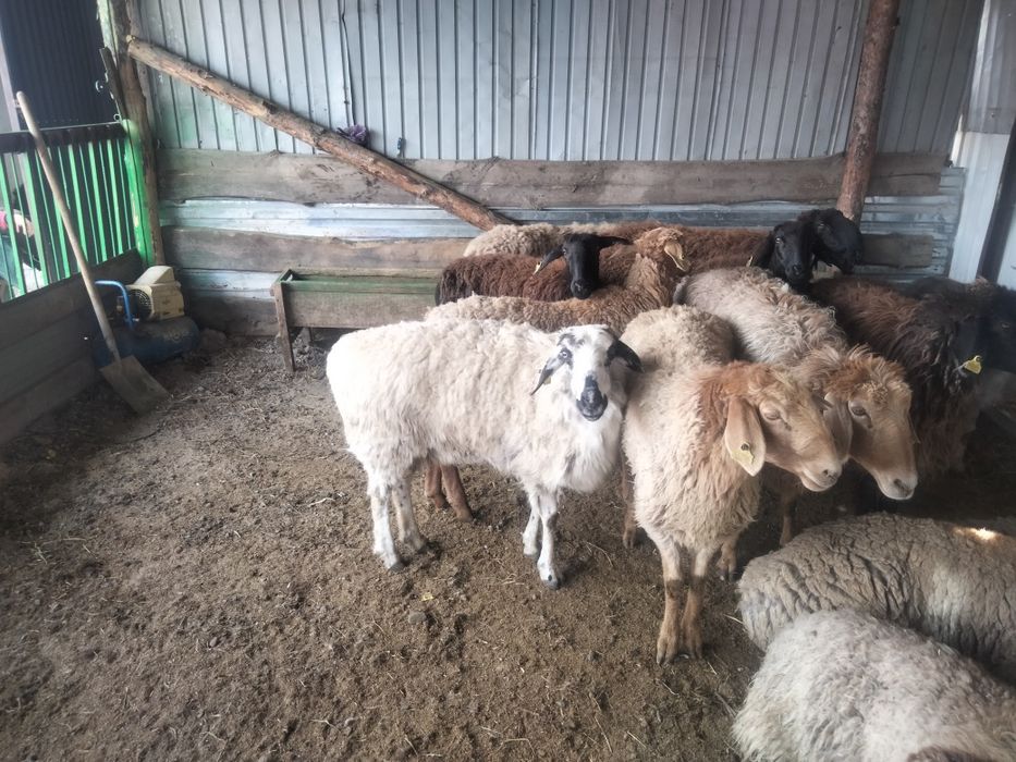 Қой тоқты козы қошқар