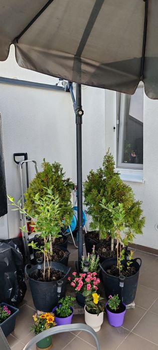 Vând umbrelă terasă 280 cm diametru