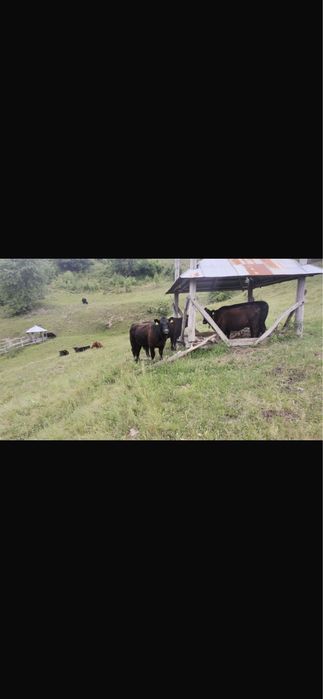 Vaci,vitei si julinci gestante (angus) de vanzare!!!