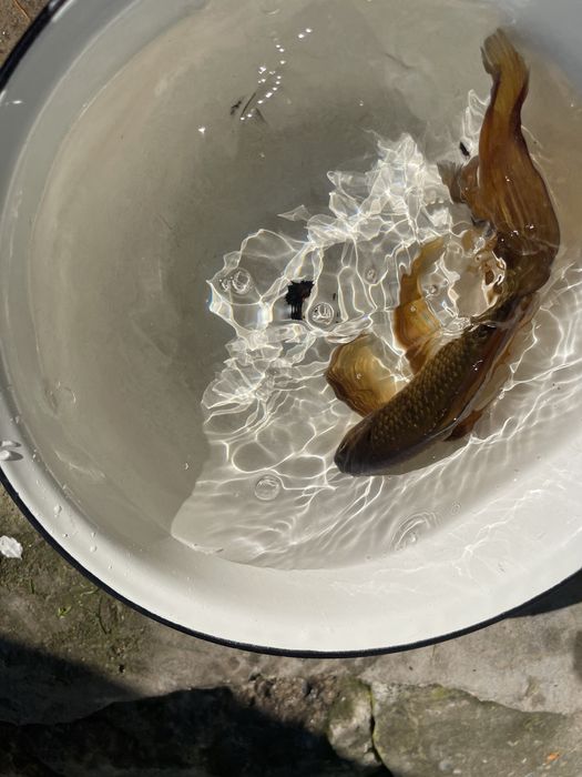 Золотая рыбка камета