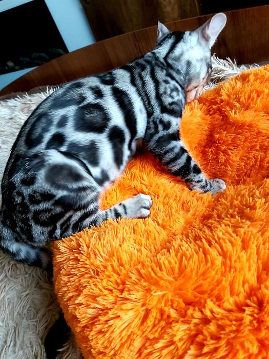 Бенгальский "Леопард". Котята в наличии